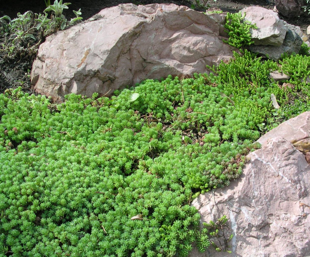 Стелющиеся почвопокровные многолетники