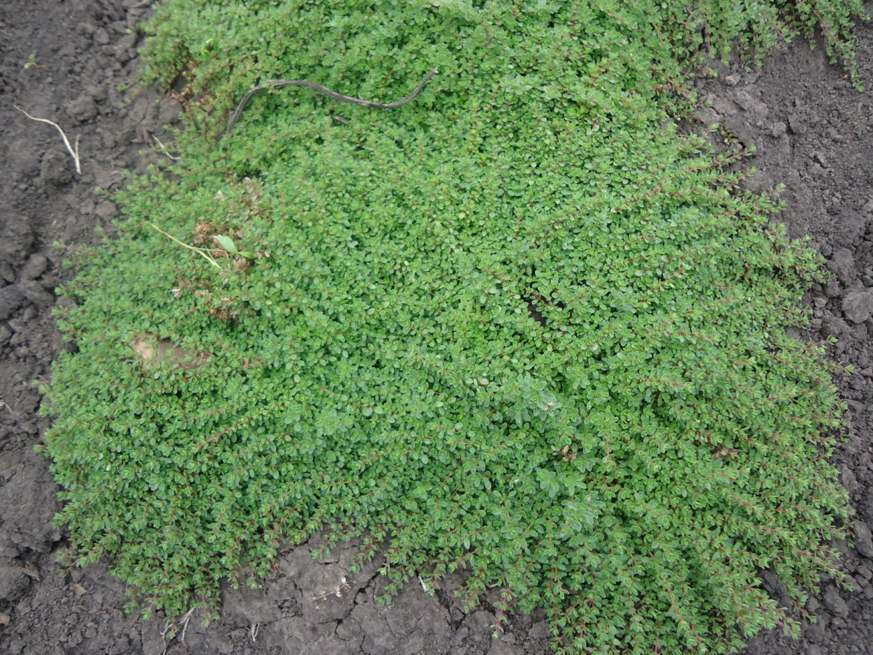 Тимьян почвопокровный