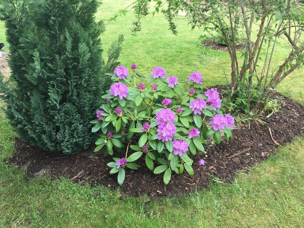 Клумба с рододендроном