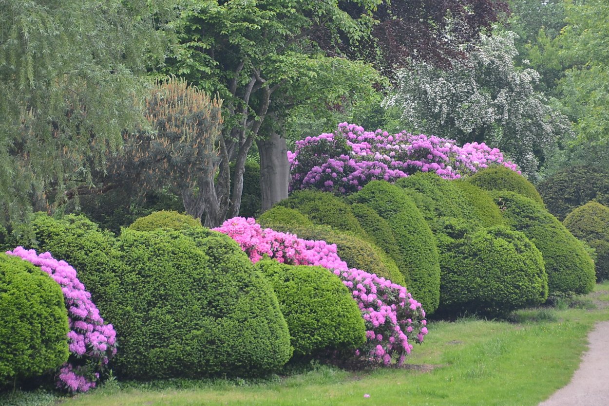 Азалия Живая изгородь