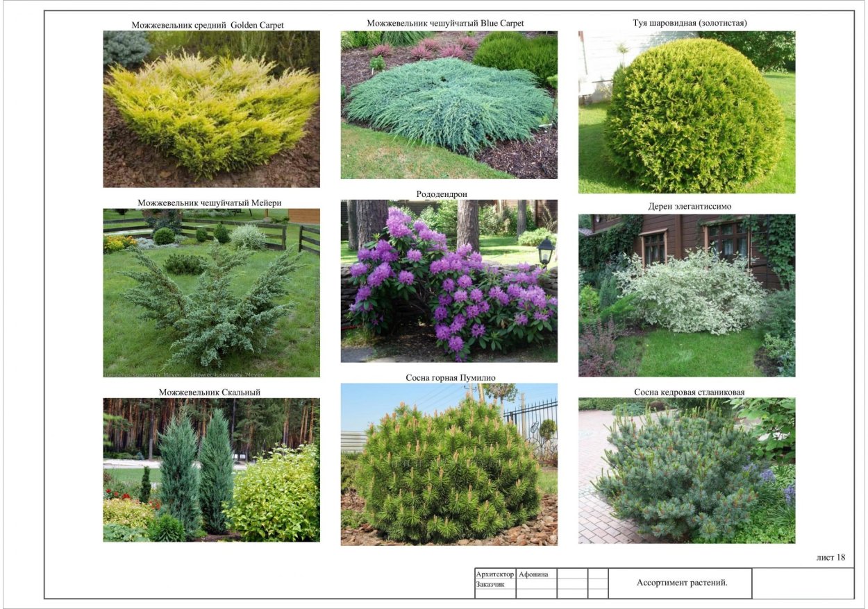 Туя, рододендрон и можжевельник средний