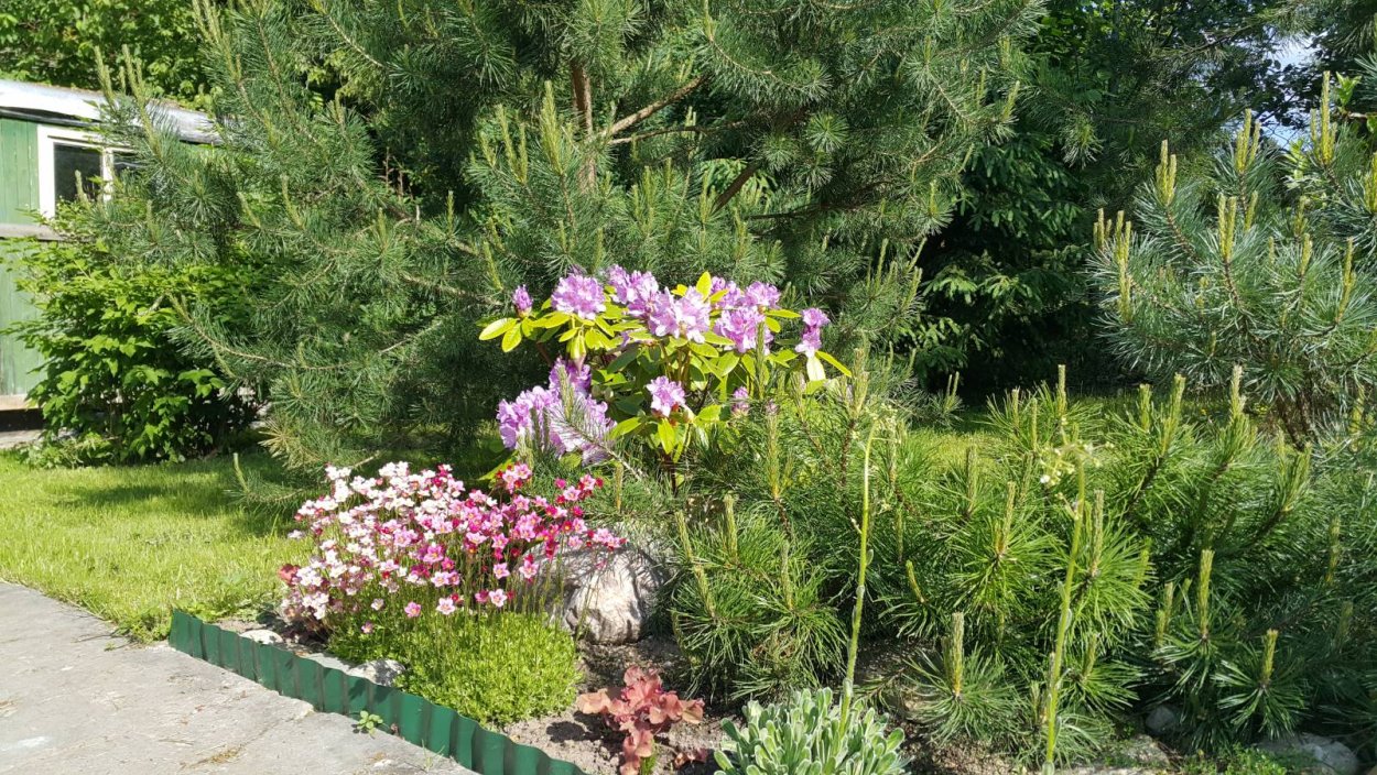 Клумба рододендрон можжевельник