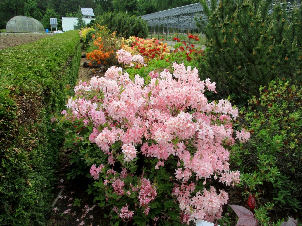 Сосны и рододендроны