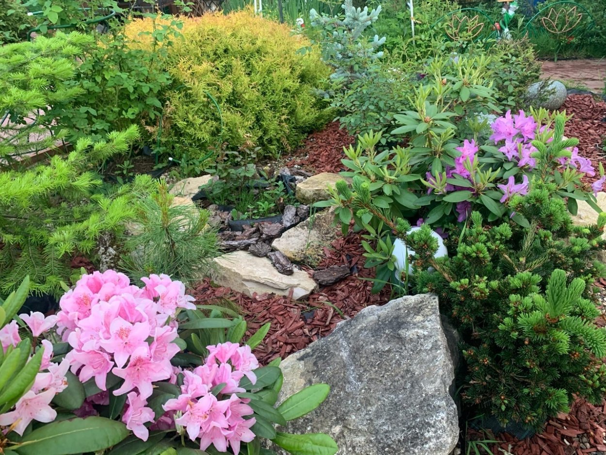 Рододендрон Империум