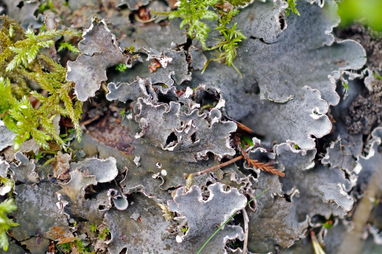 Пельтигера холмовая