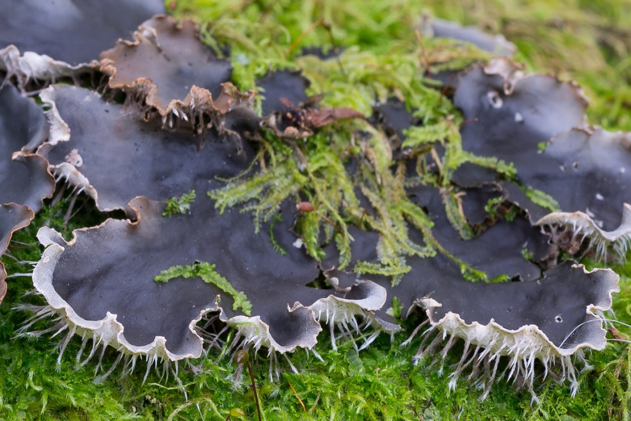 Пельтигера лишайник