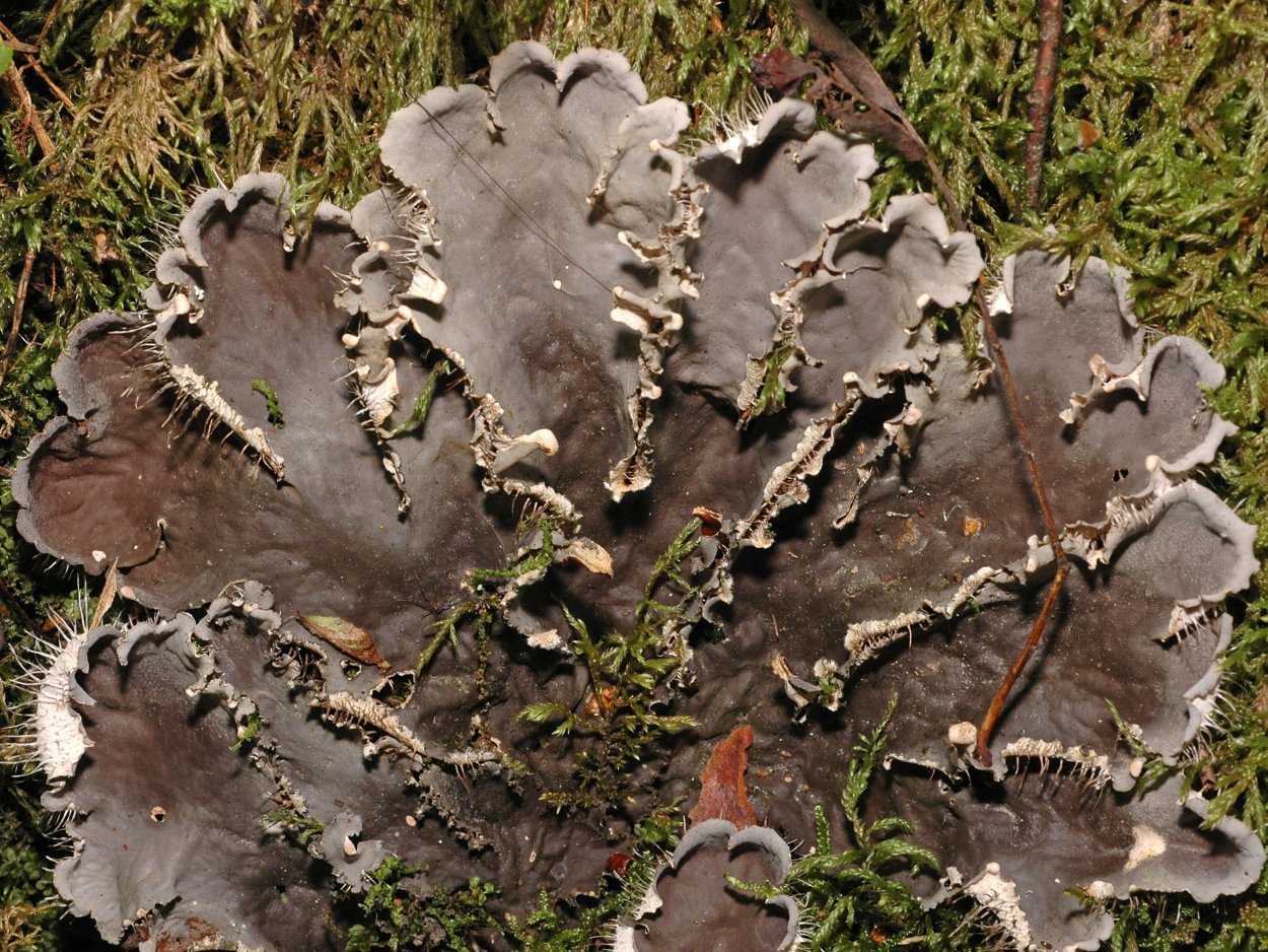 Пельтигера собачья лишайник