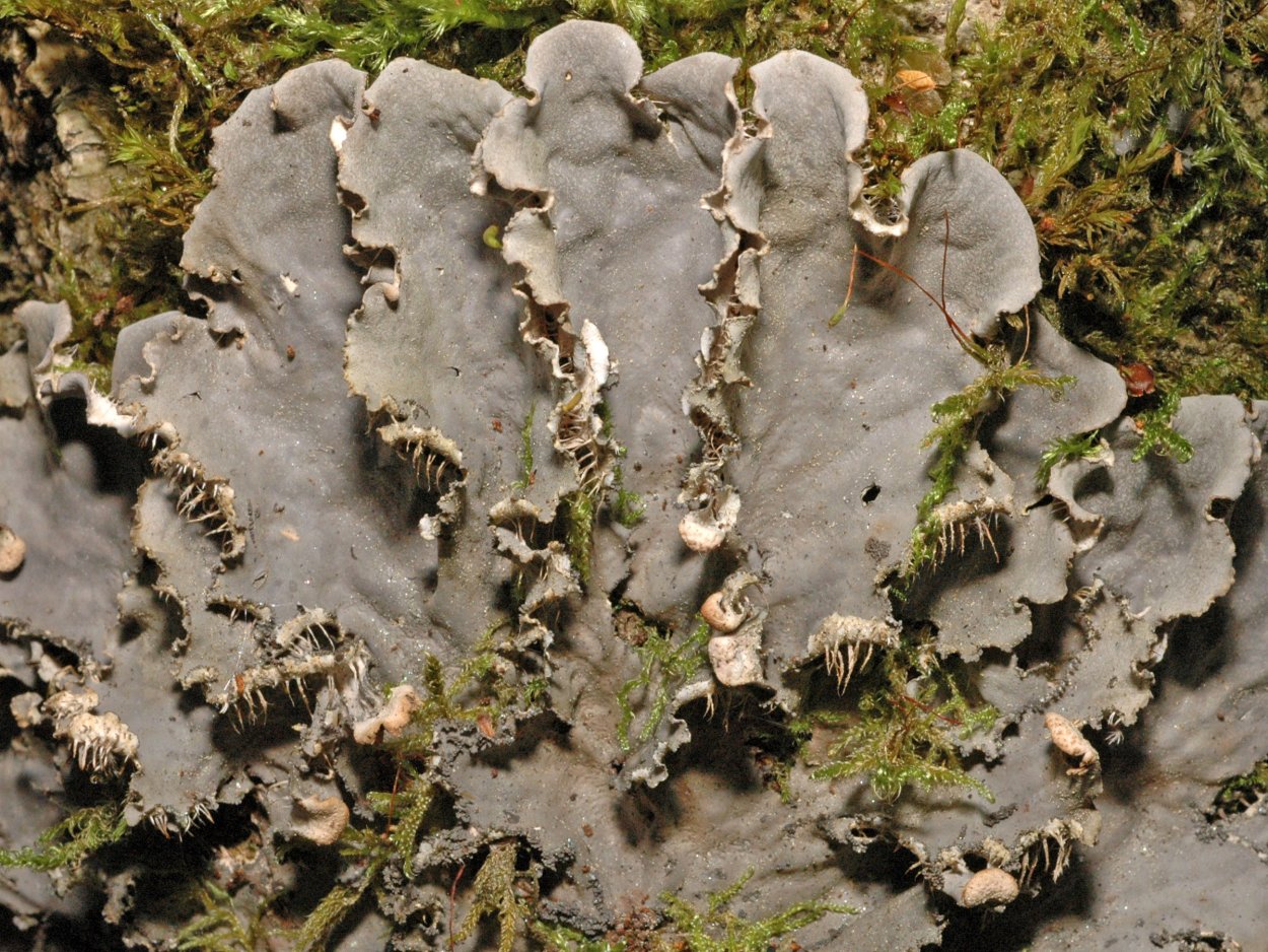 Лишайник Peltigera aphthosa