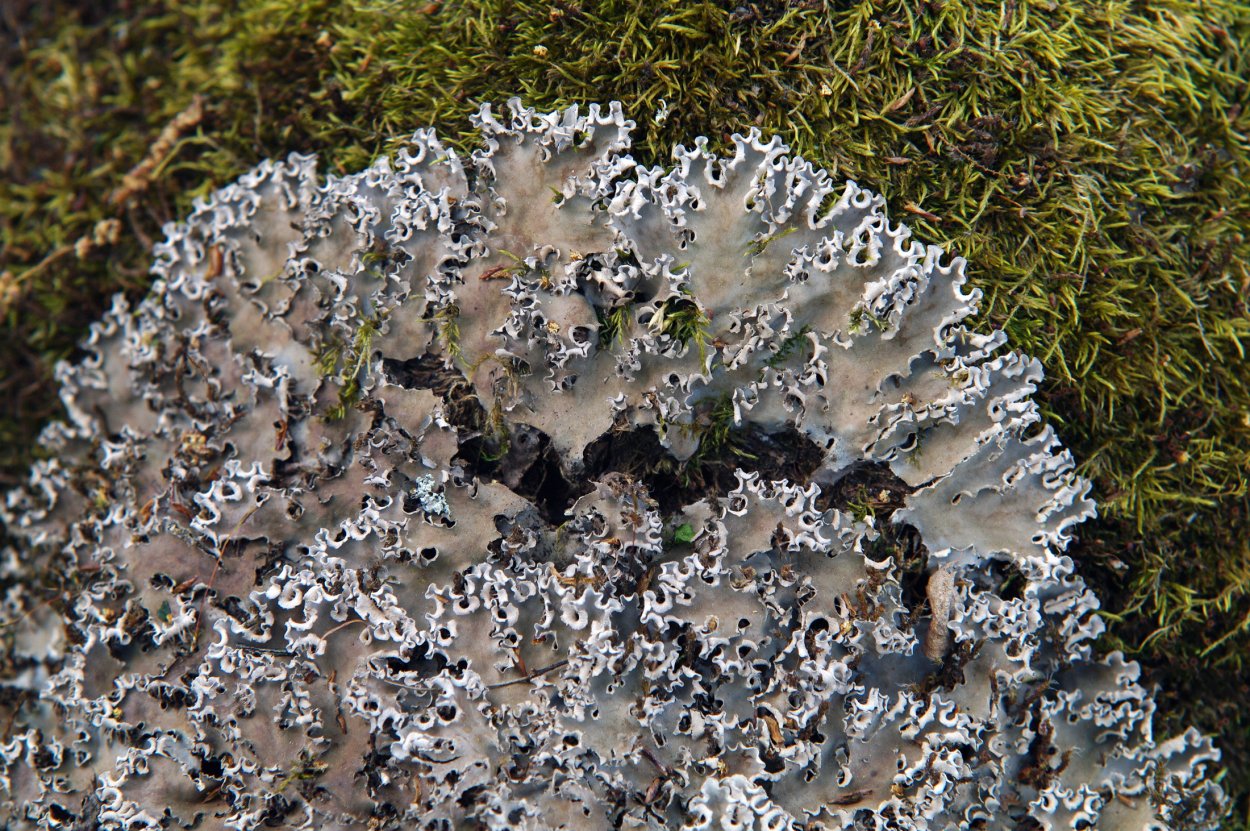 Peltigera rufescens