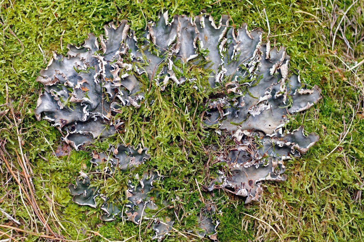 Peltigera horizontalis