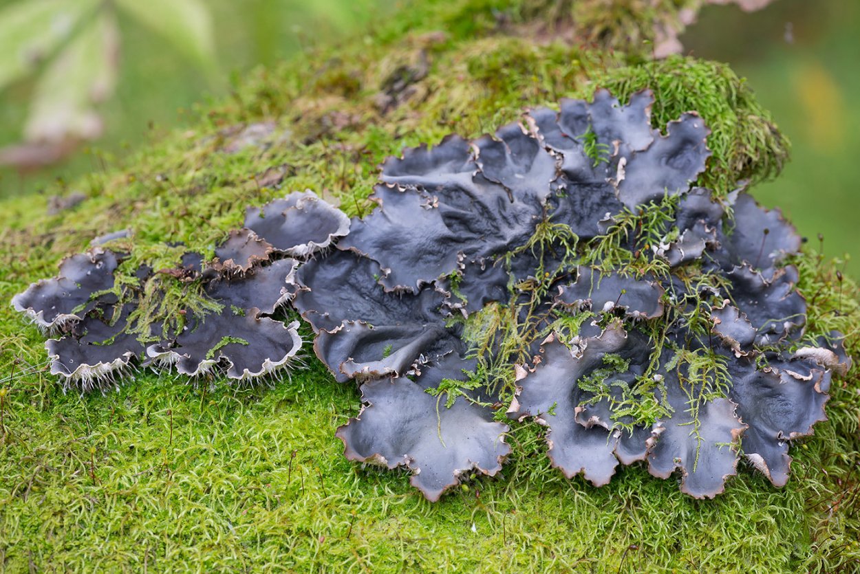 Пельтигера собачья Peltigera Canina