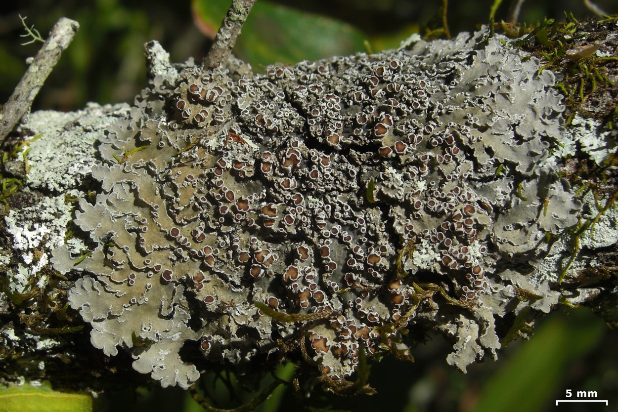 Peltigera polydactylon
