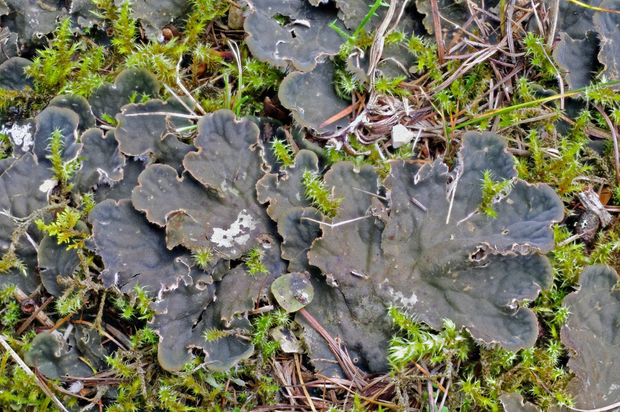 Пельтигера собачья Peltigera Canina