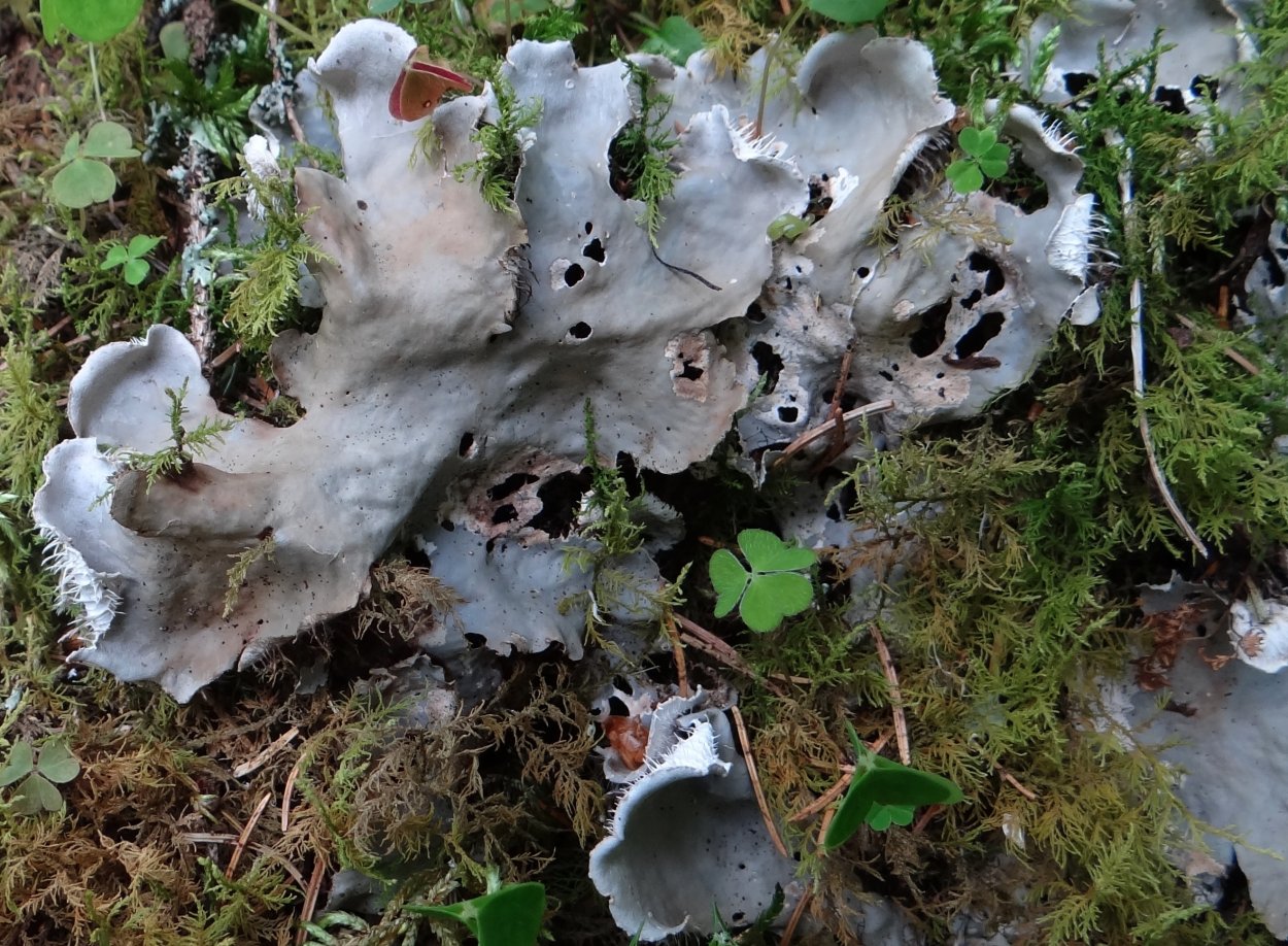 Пельтигера собачья Peltigera Canina