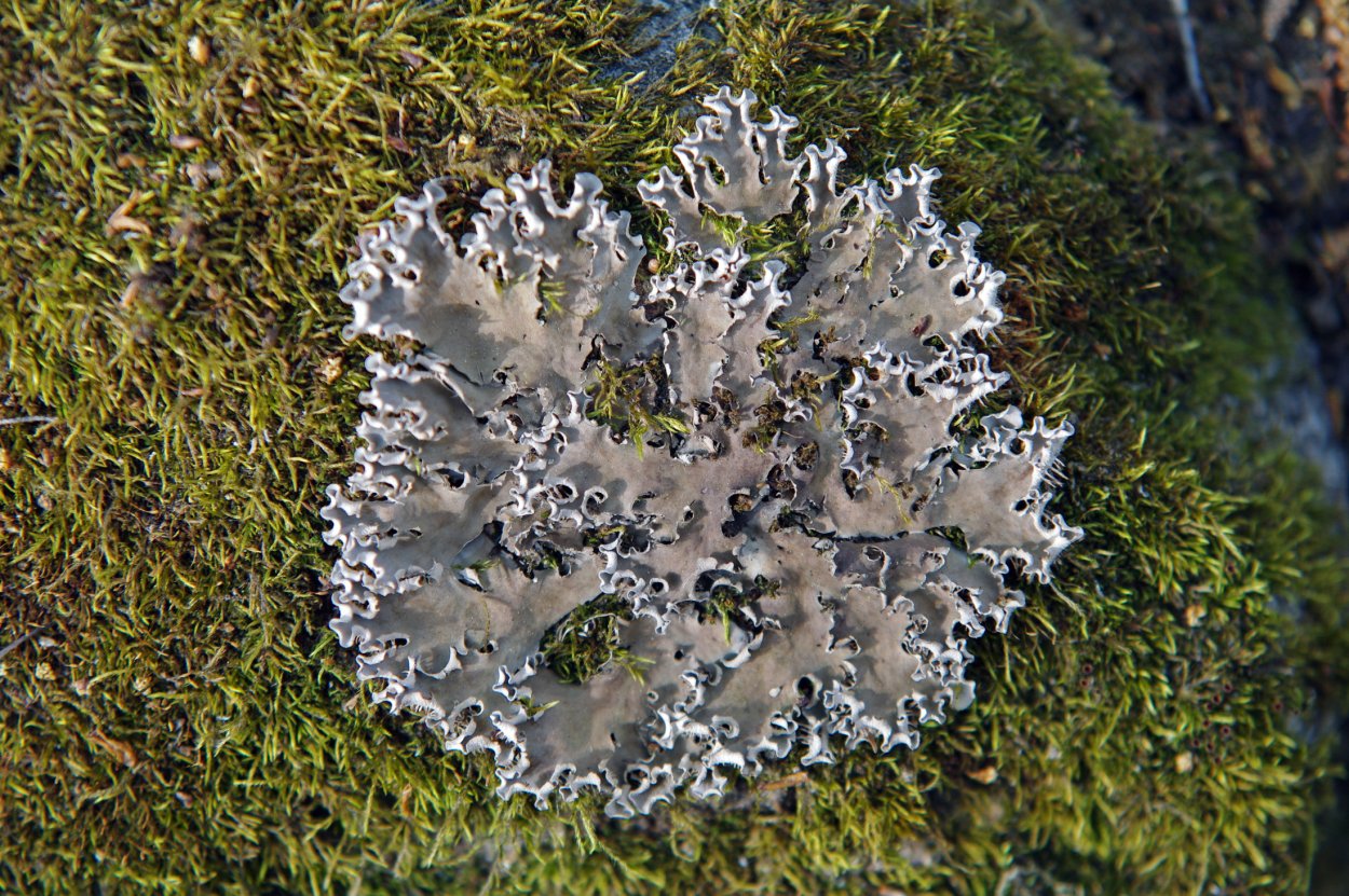 Peltigera rufescens