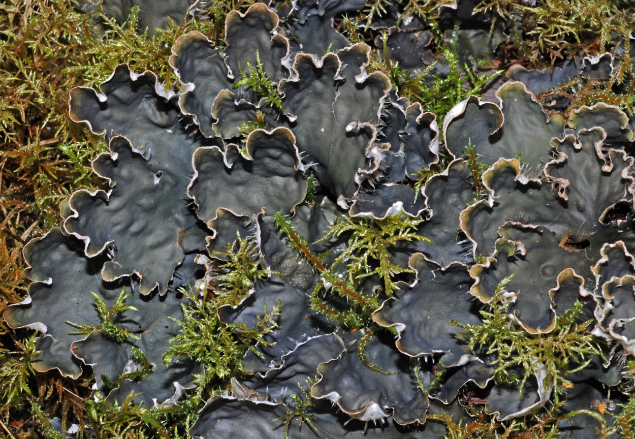 Peltigera Canina лишайник