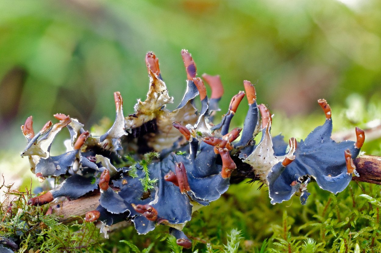 Peltigera neopolydactyla