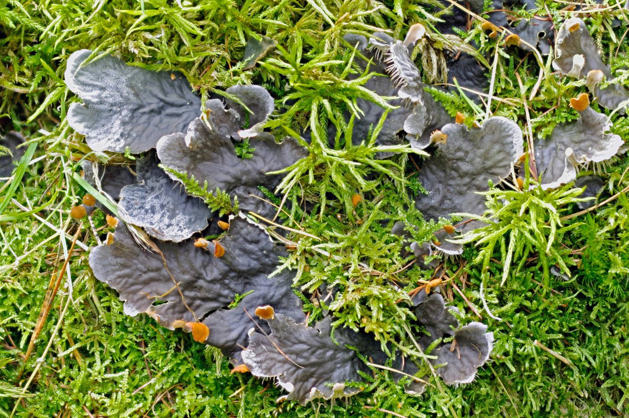 Пельтигера лишайник