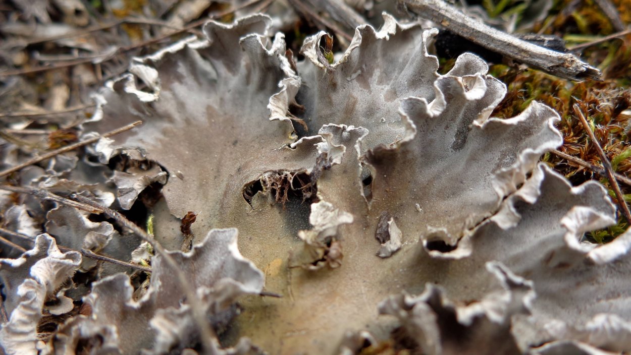 Пельтигера пупырчатая лишайник