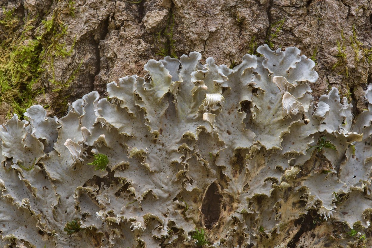Peltigera rufescens