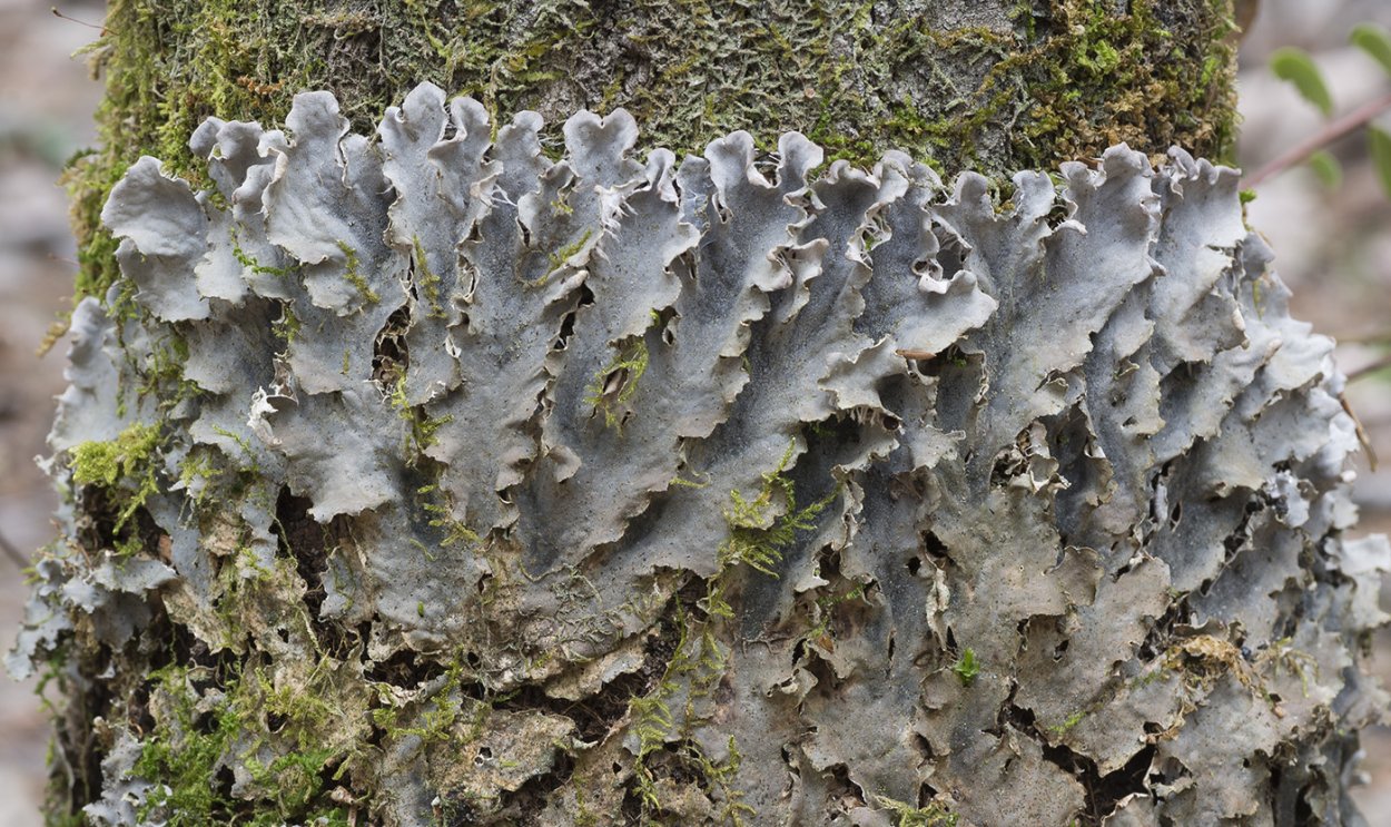 Пельтигера беложилковая