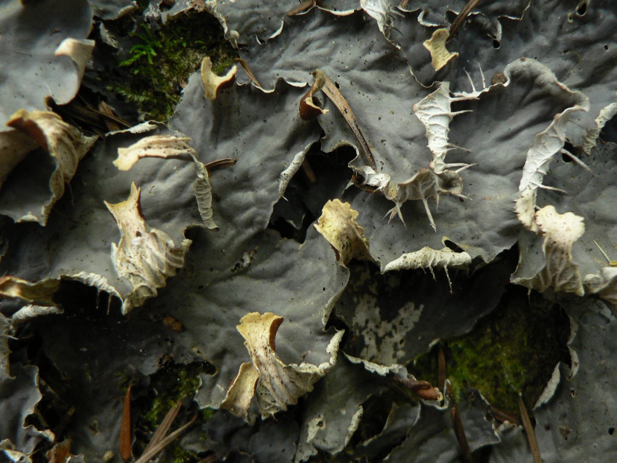 Пельтигера собачья Peltigera Canina