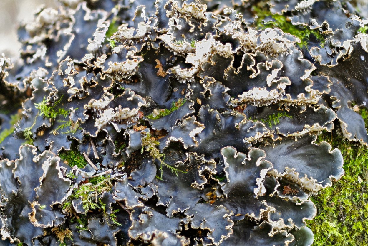 Пельтигера лишайник