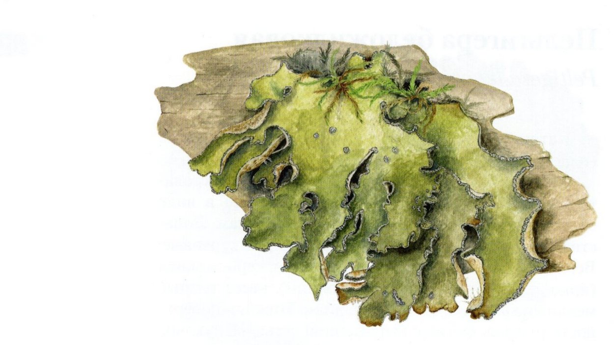 Ксантория стенная золотянка