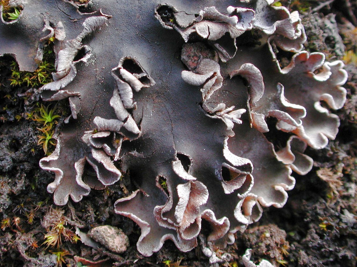 Peltigera на камнях
