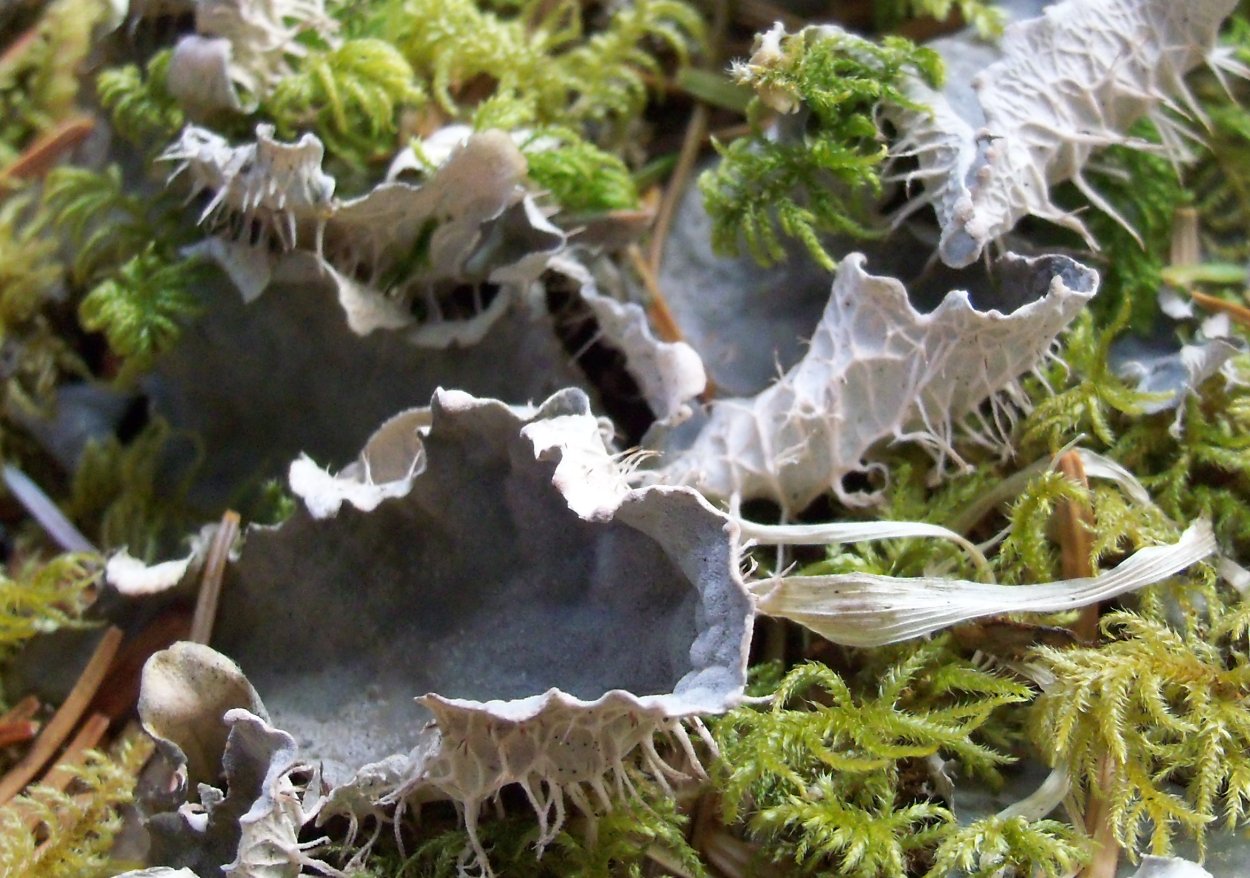 Craterellus sinuosus