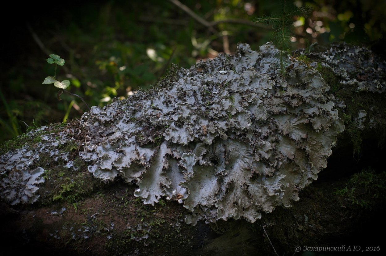 Peltigera polydactylon