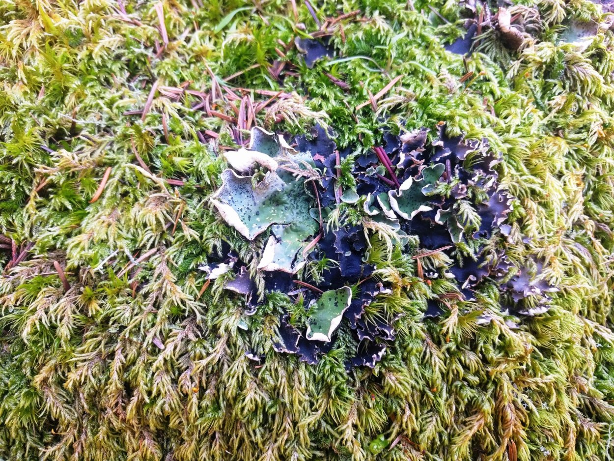 Пельтигера лишайник