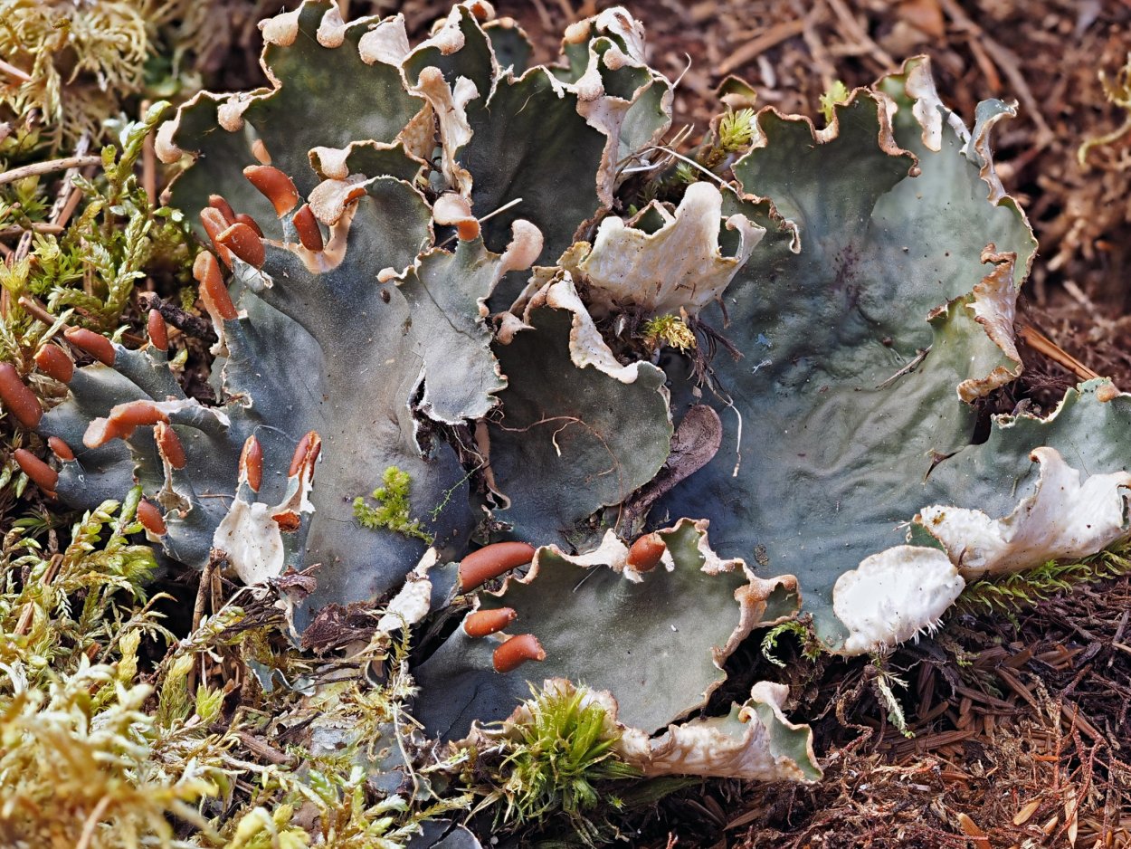 Пельтигера лишайник