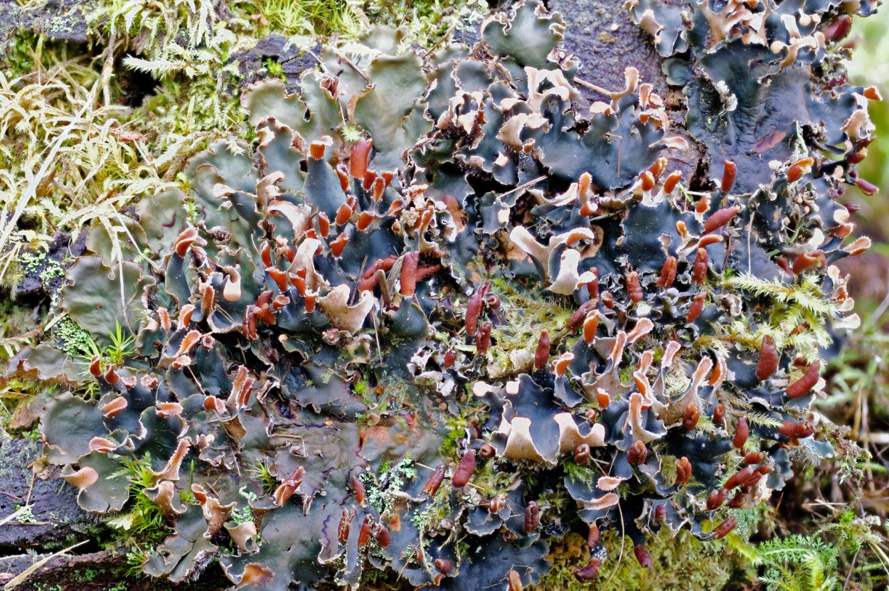 Peltigera lyngei