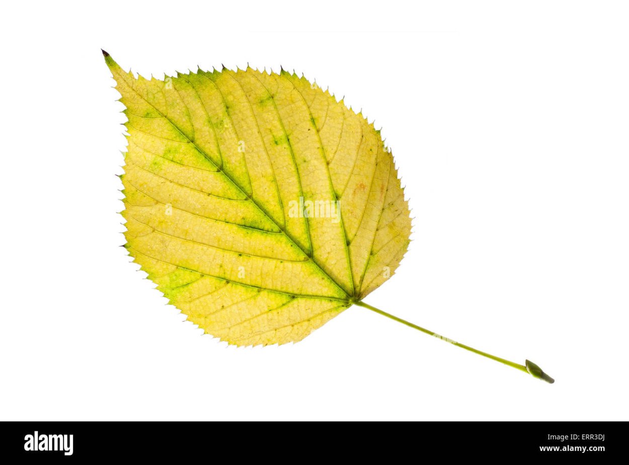 Осенний лист липы на прозрачном фоне