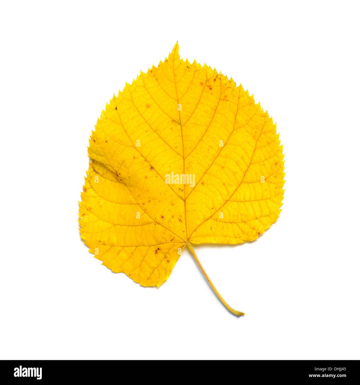 Лист липы желтый