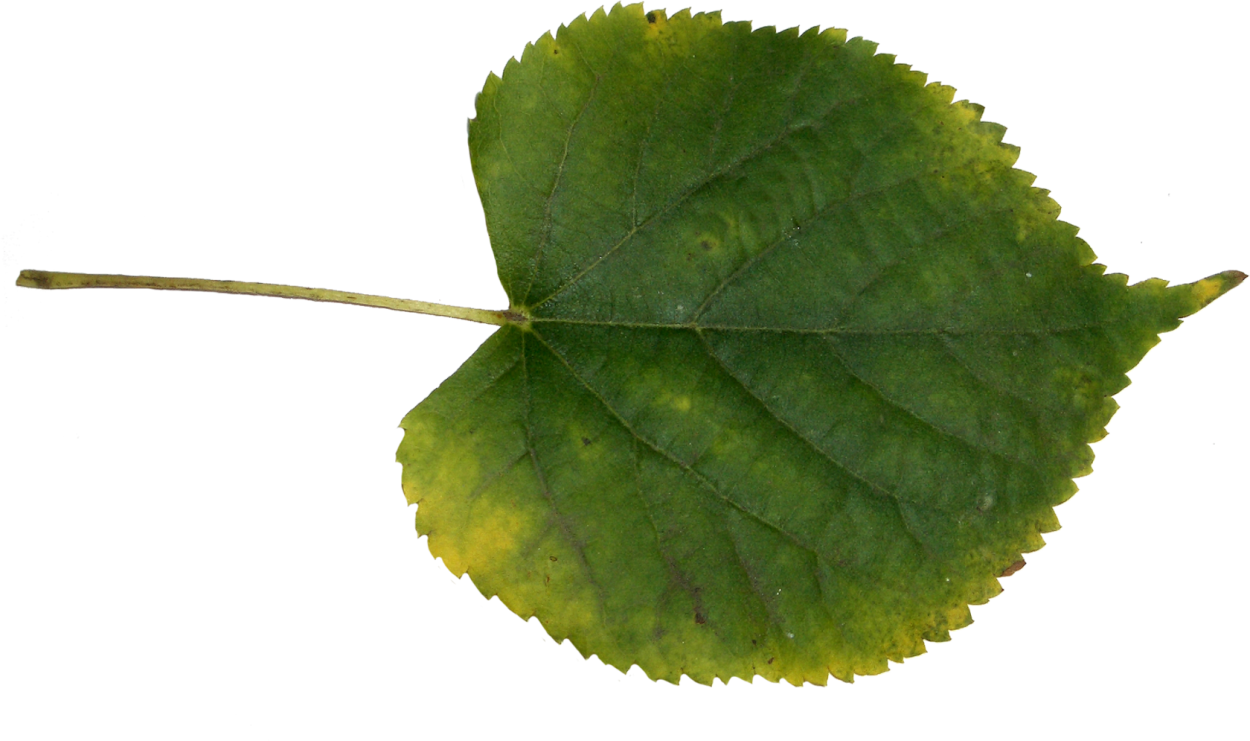 Берёза листья