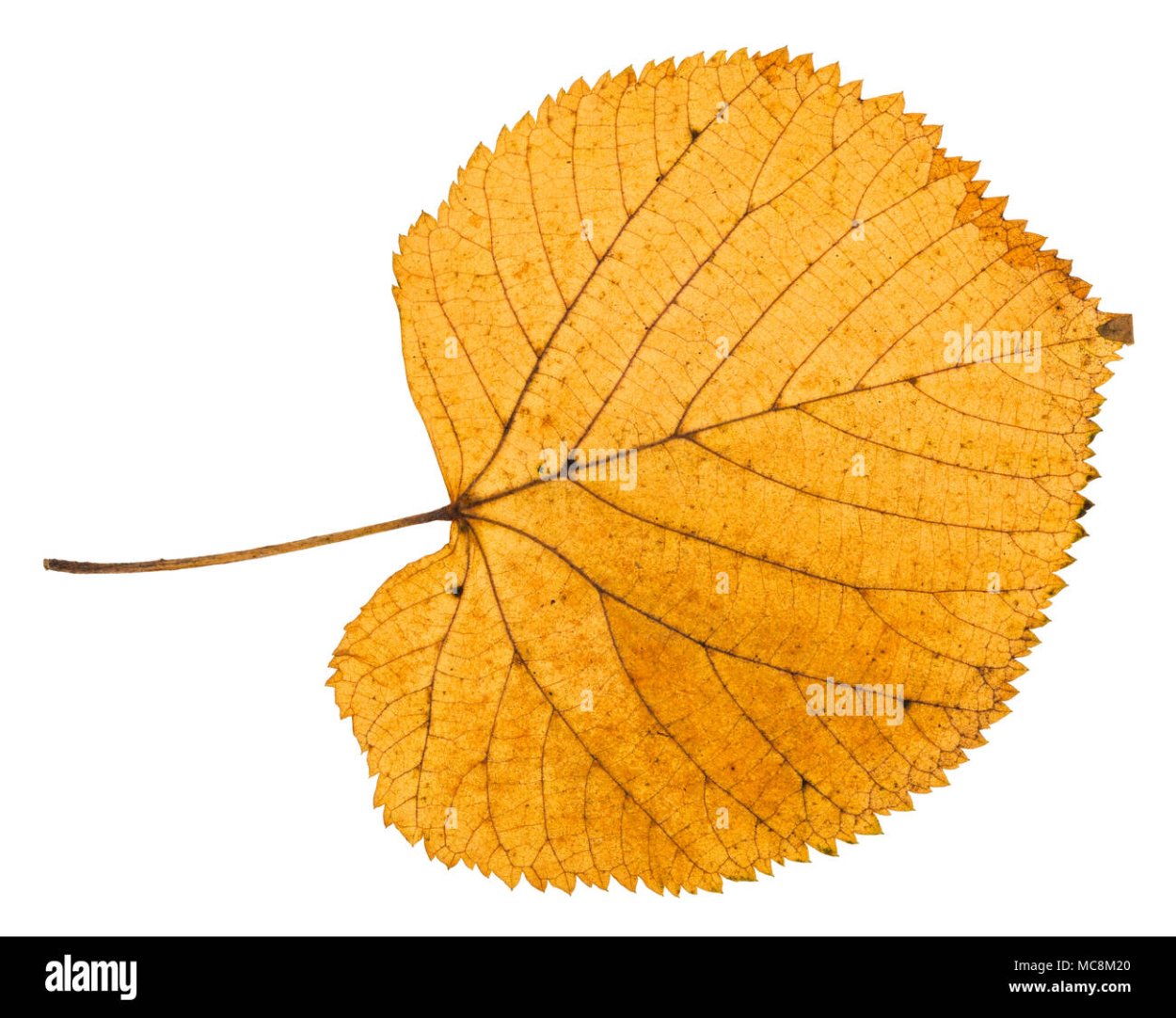 Листик липы жилки