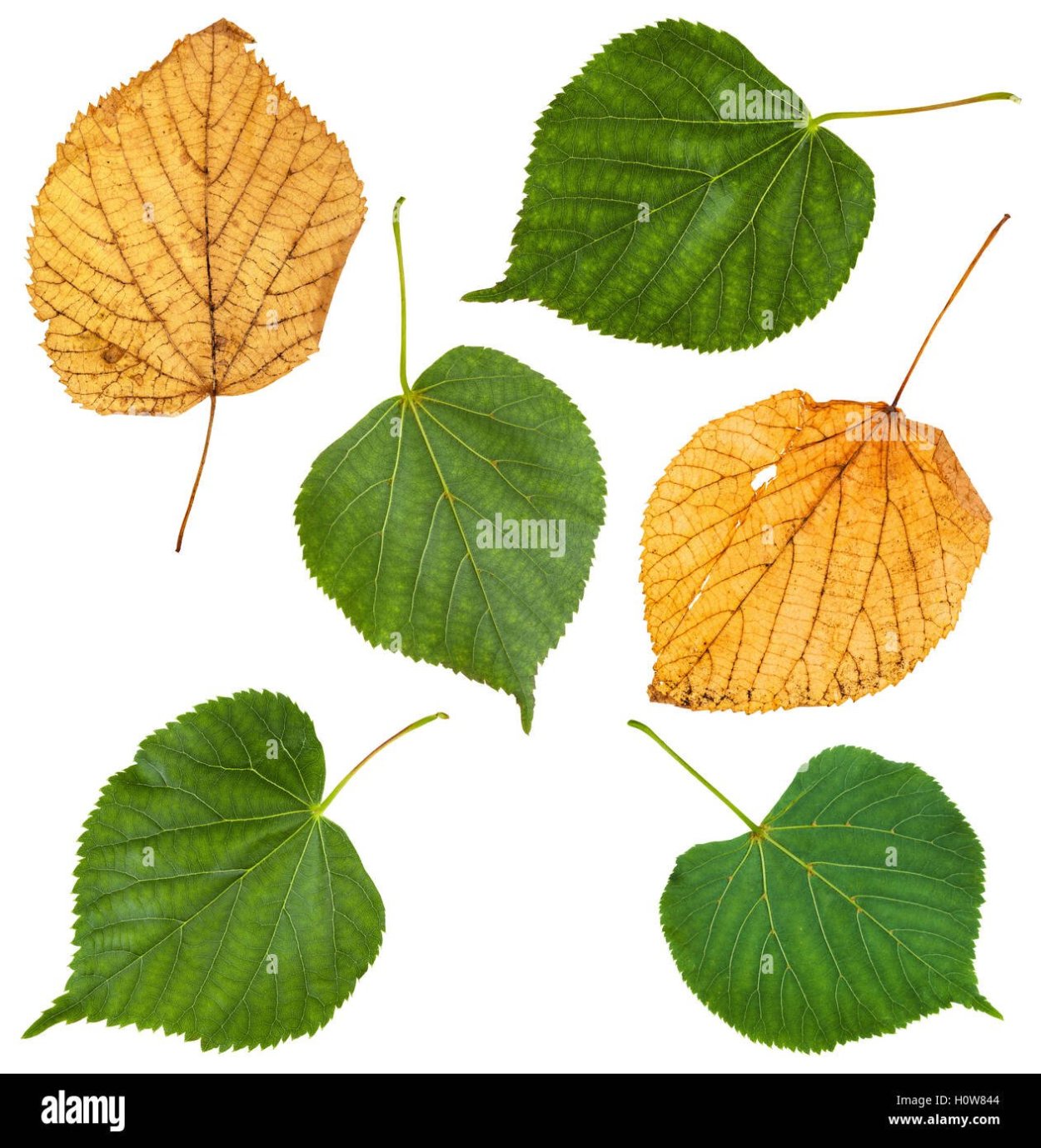 Листик липы цветной печать