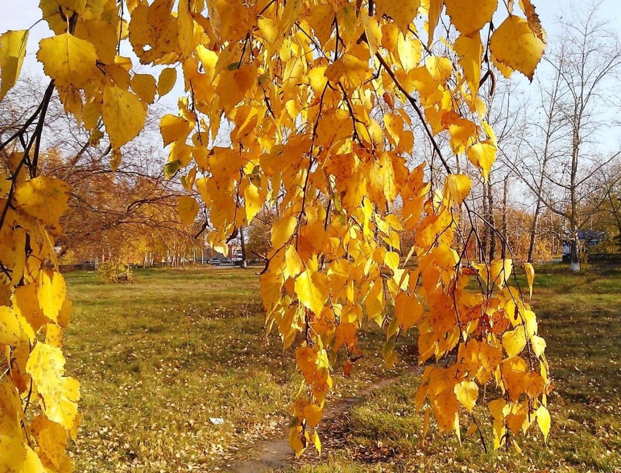 Береза желтая (Betula costata)