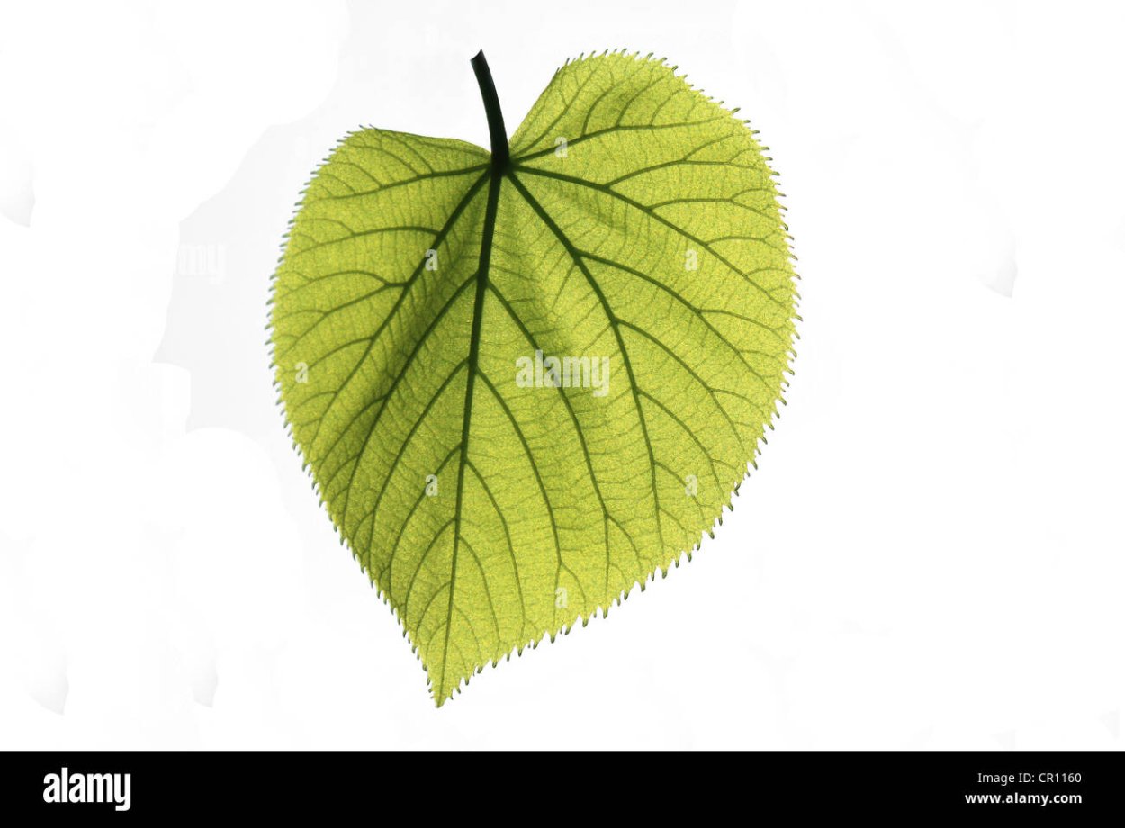 Лист липы на белом фоне для детей