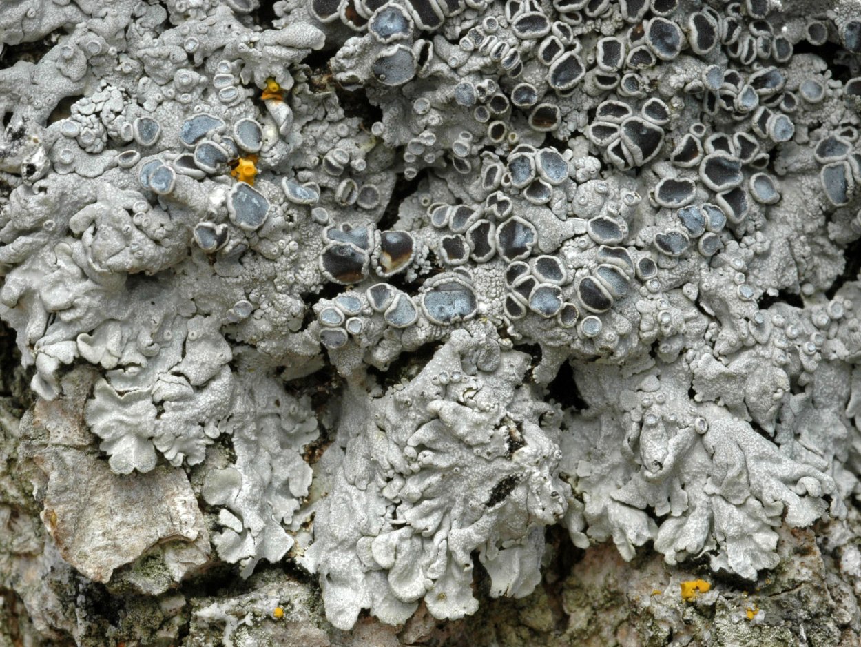 Накипные лишайники Антарктиды