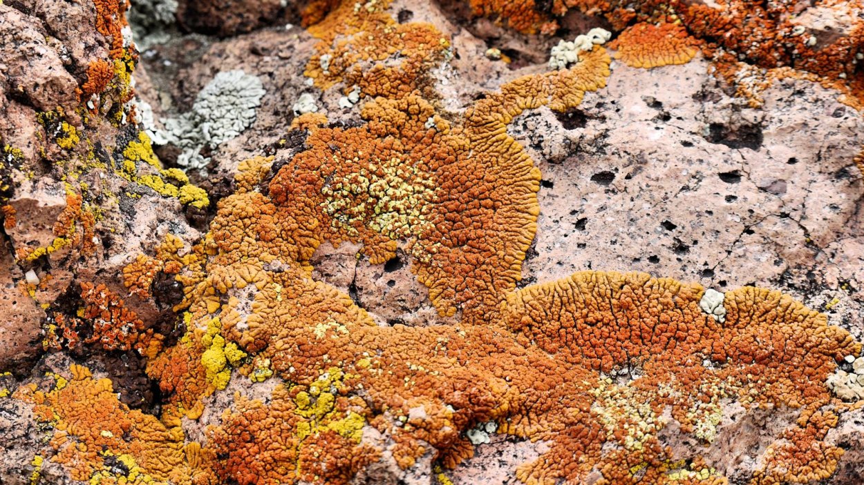 Гриб кладония