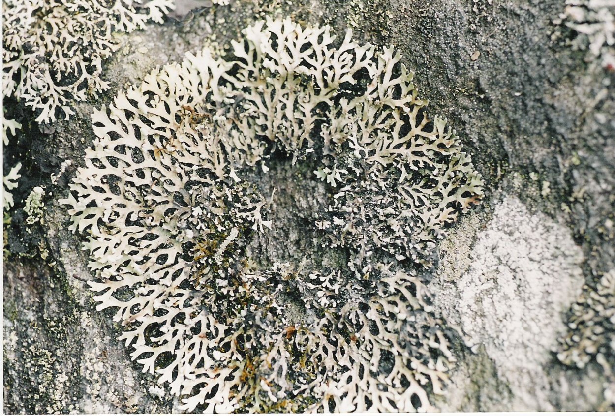 Геккель лишайники