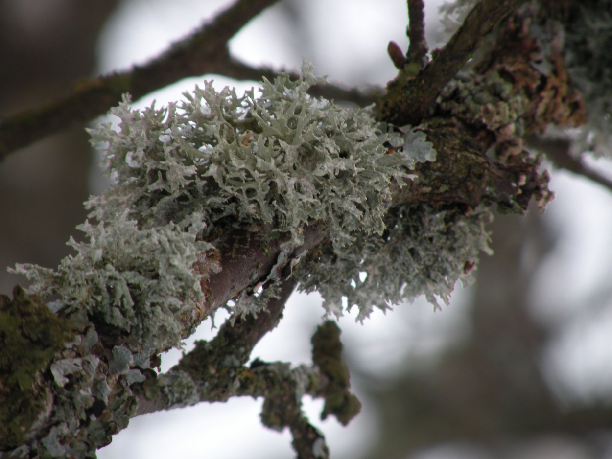 Лишайники листоватые кустистые