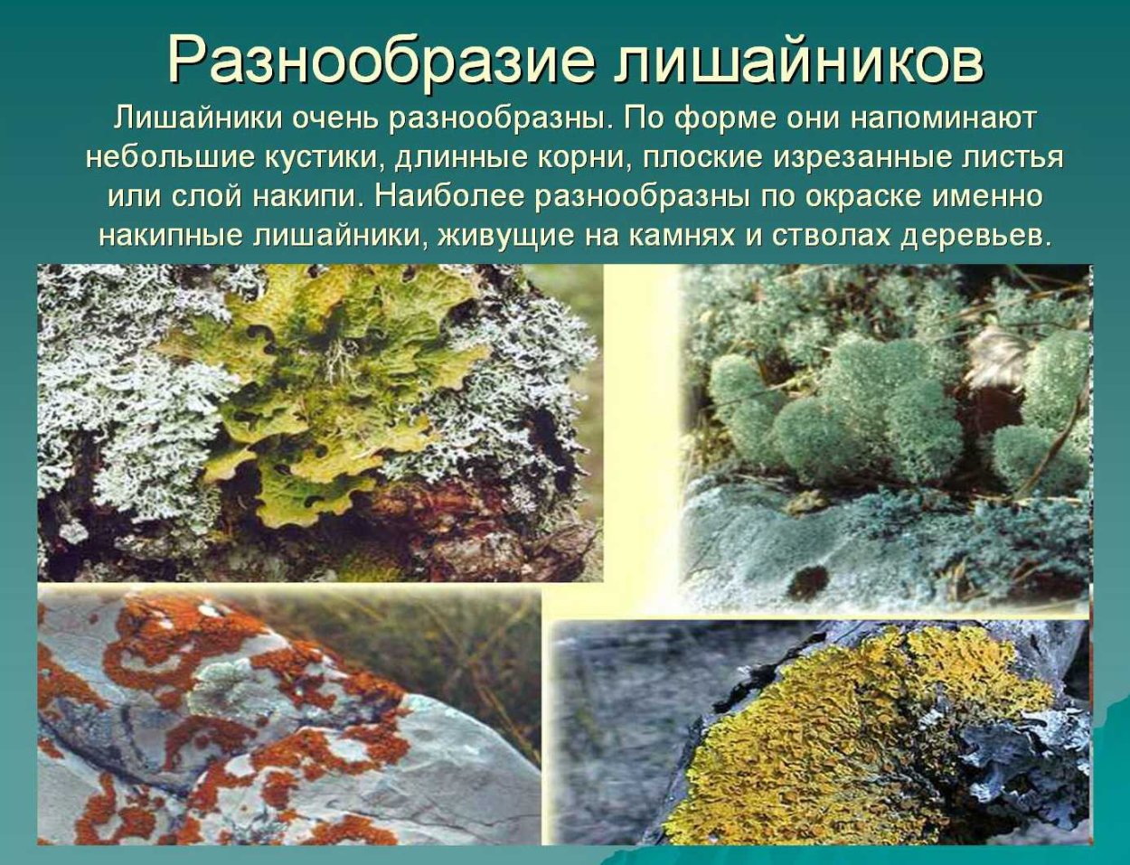 Мох цетрария