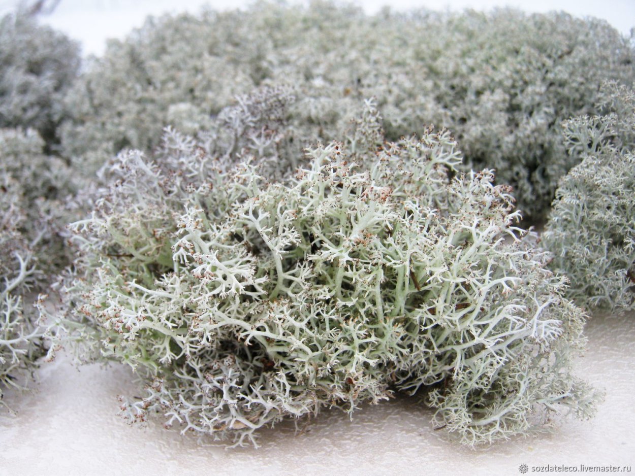 Кладония Оленья