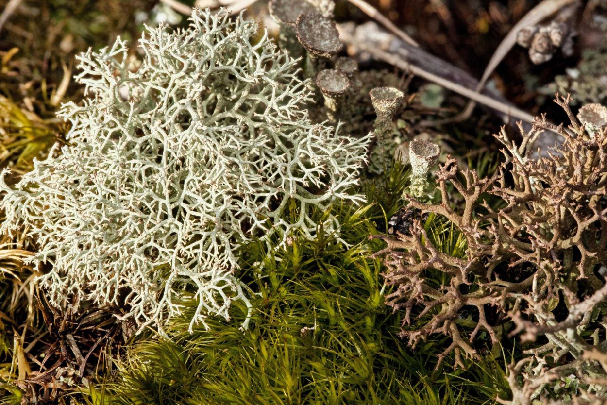 Лишайник на коре дерева