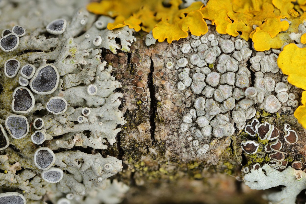 Лишайник пармелия на коре березы