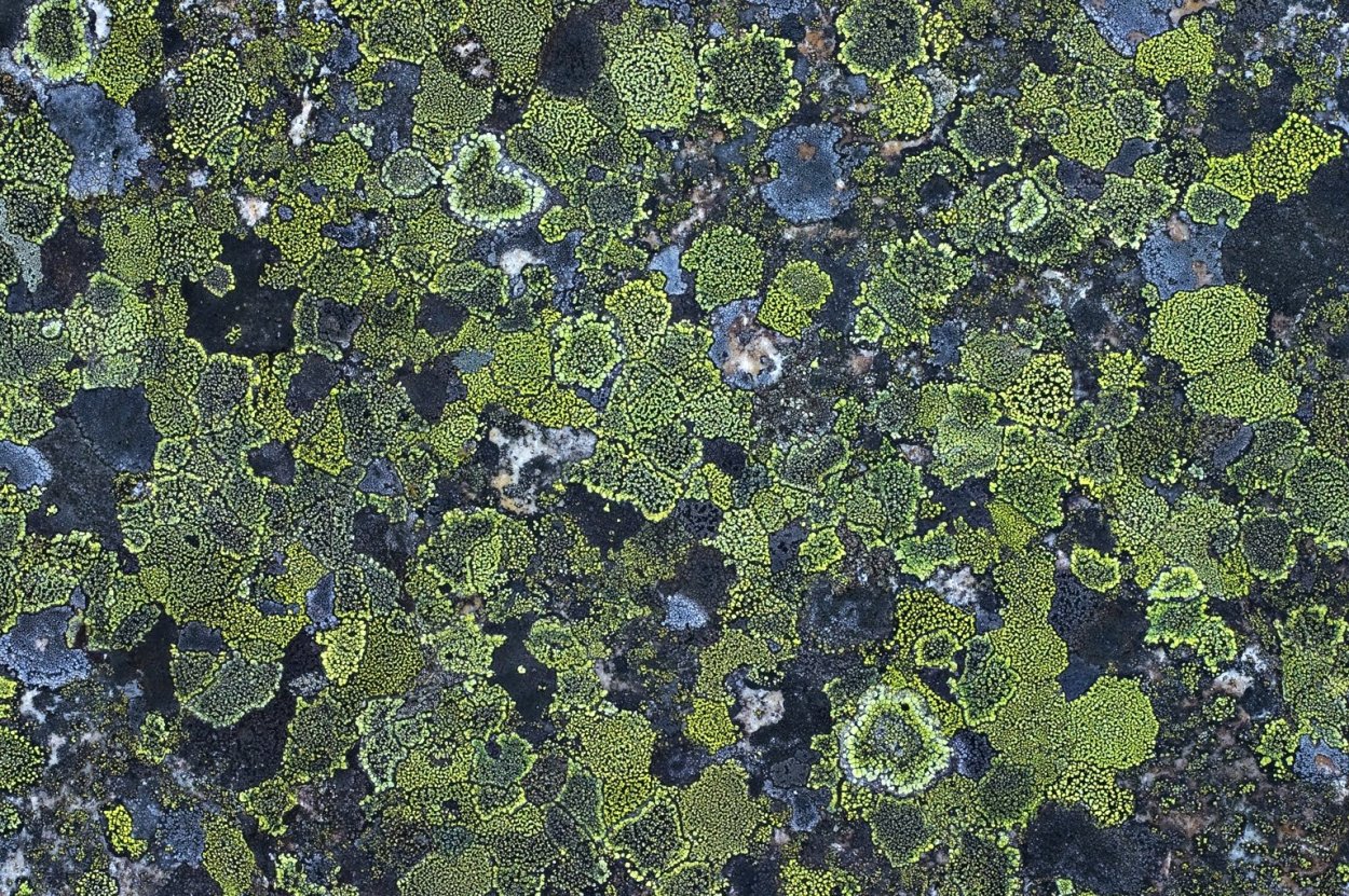 Олений лишайник (кладония).